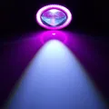 Pink purple