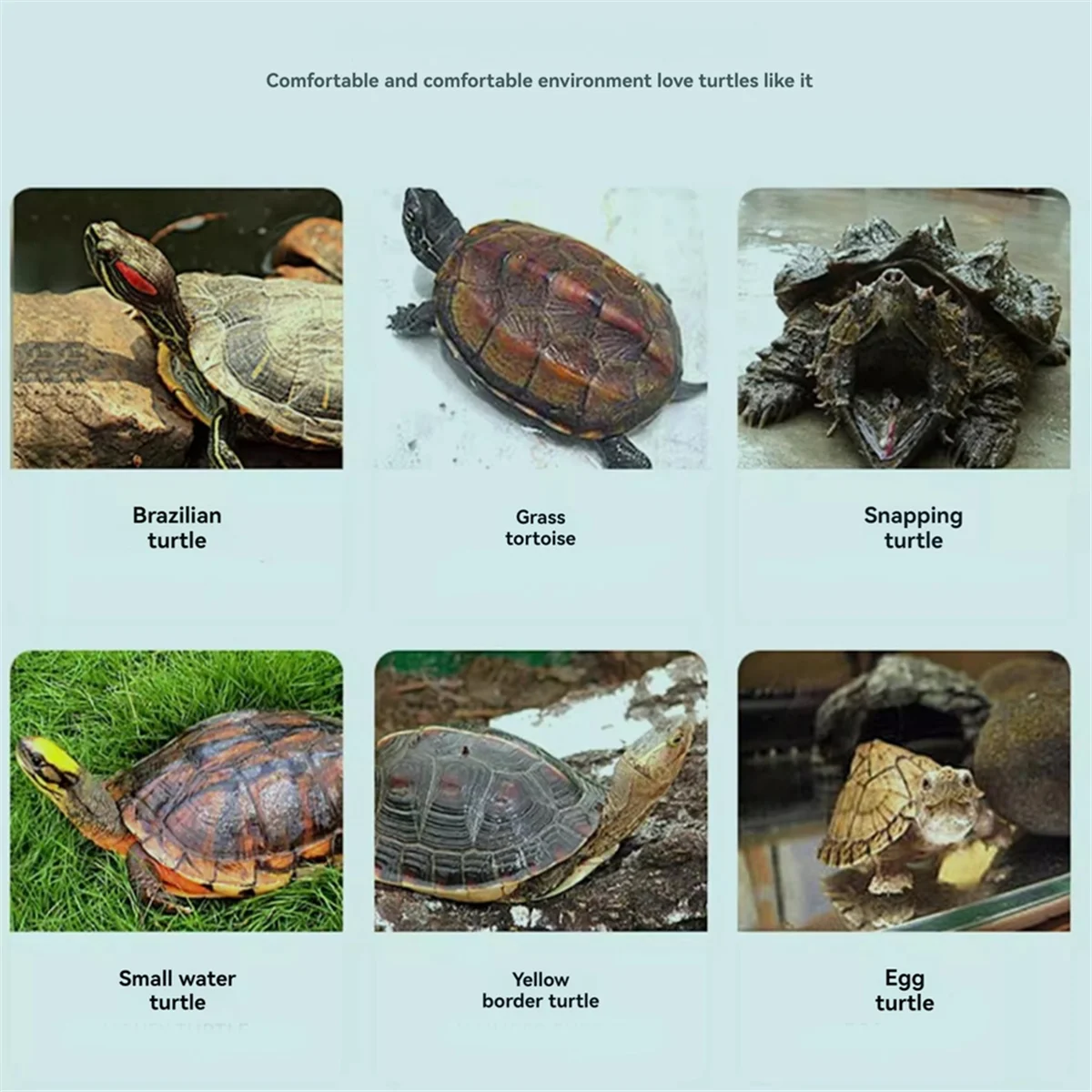 Acuaterrario transparente para tortugas con zona de asoleo - imagen 3
